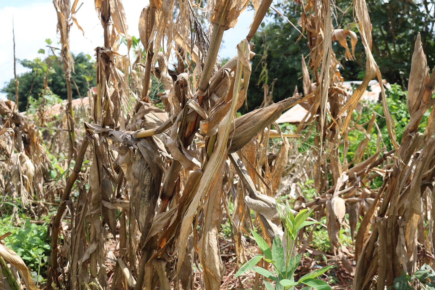 Piante di mais rovinate dal passaggio del ciclone Idai. 