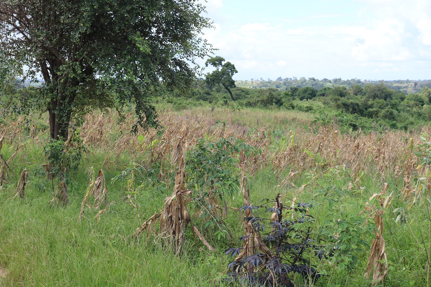 Un campo di mais devastato dal passaggio del ciclone Idai
