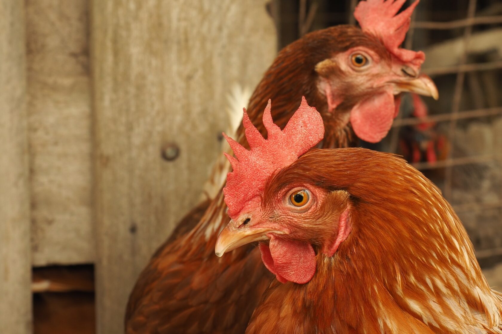 2_galline