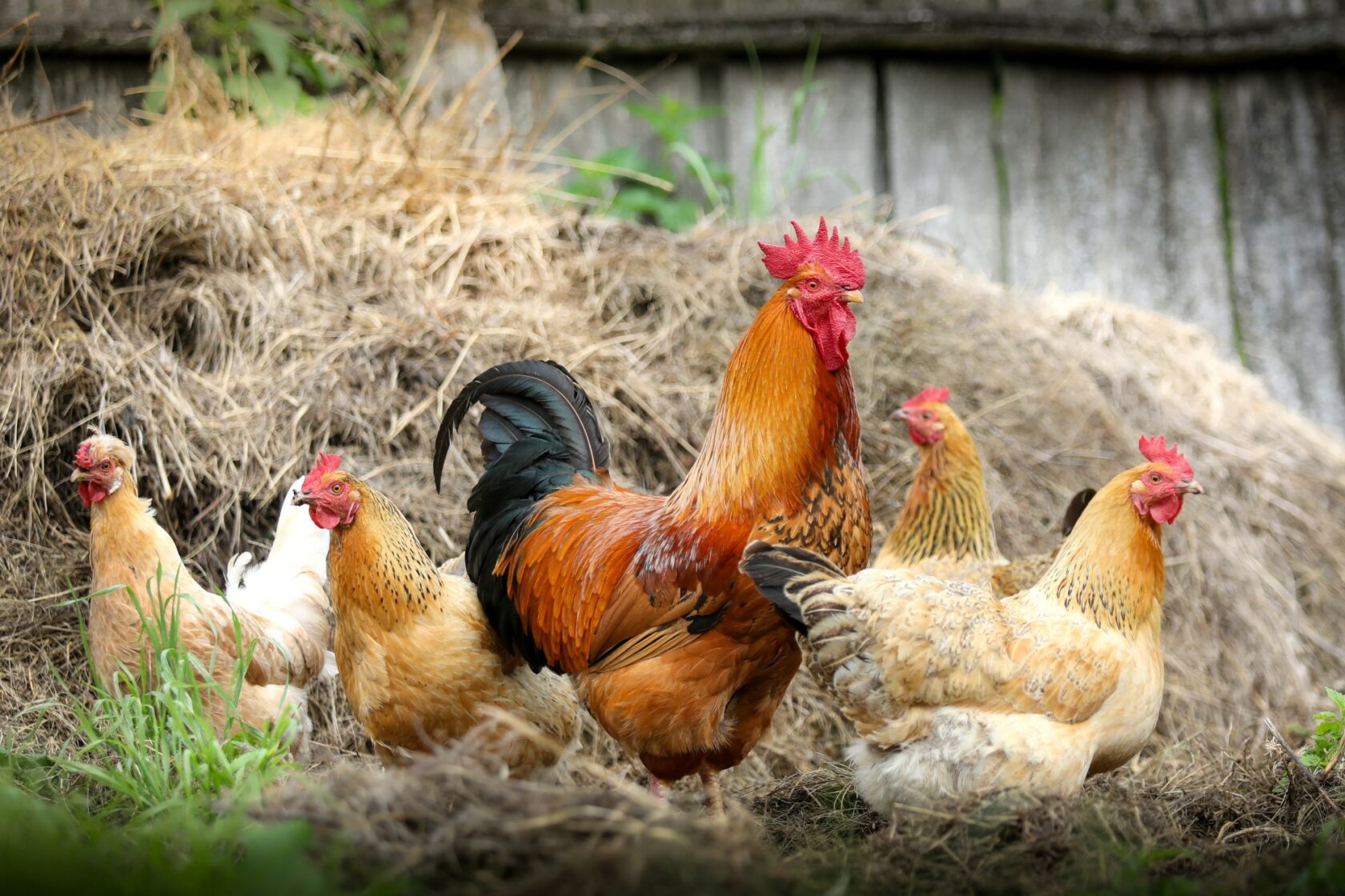 galline per 8 allevatori