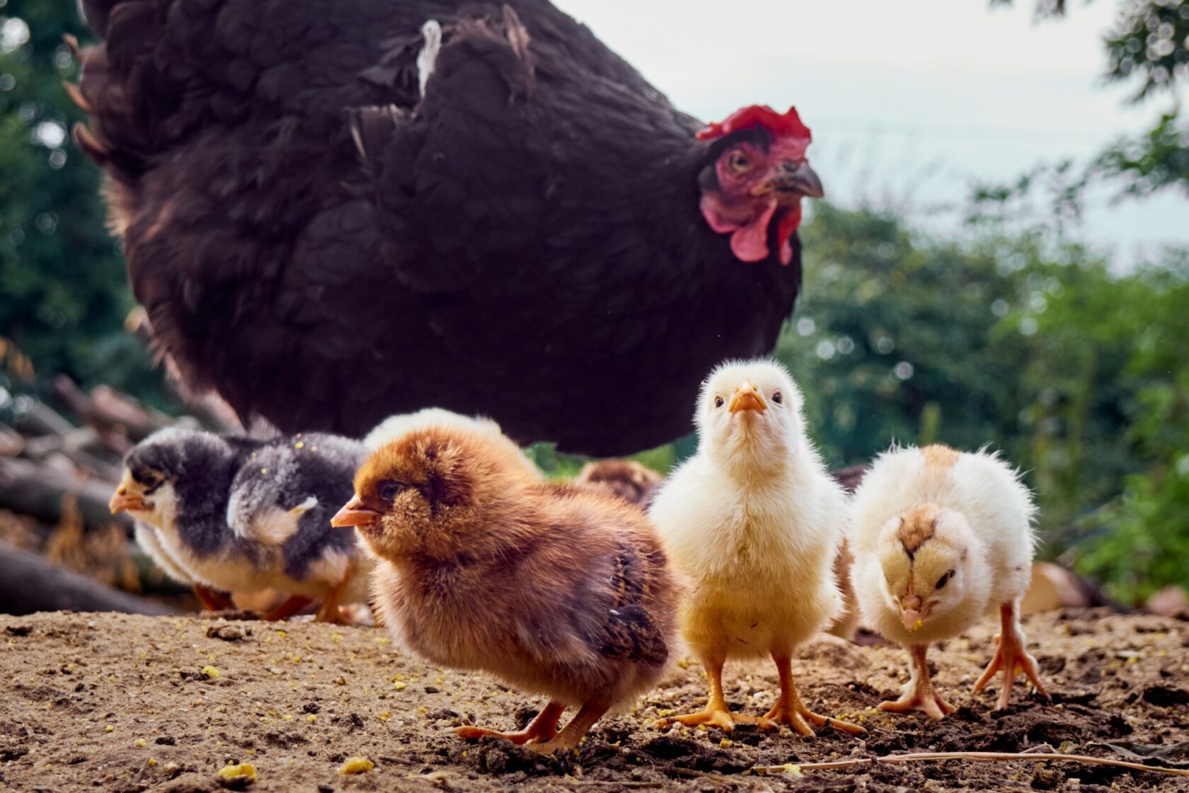 galline per 6 allevatori